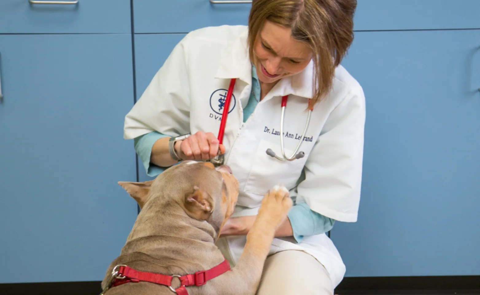 Doctor kneeling down to care for a dog