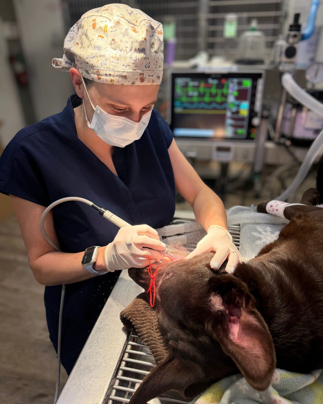  Veterinarian performing a dental procedure on a patient.
