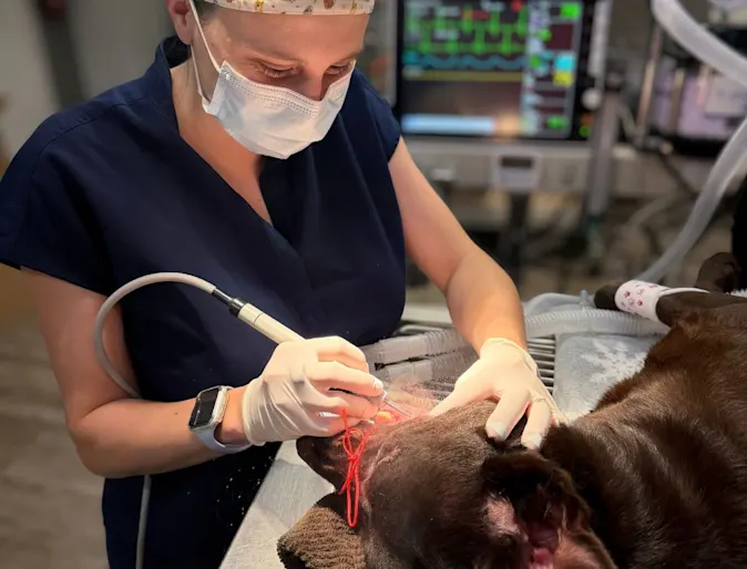 Veterinarian performing a dental procedure on a patient. Veterinarian performing a dental procedure on a patient.