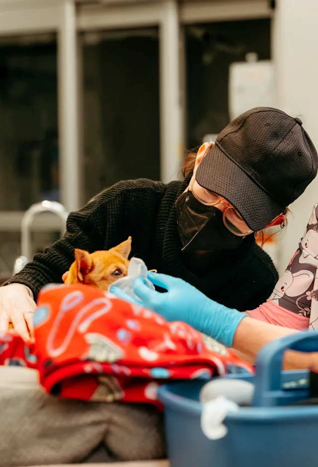 Veterinarian at Southern Oregon Veterinary Specialty Center performing surgery. Veterinarian at Southern Oregon Veterinary Specialty Center performing surgery.