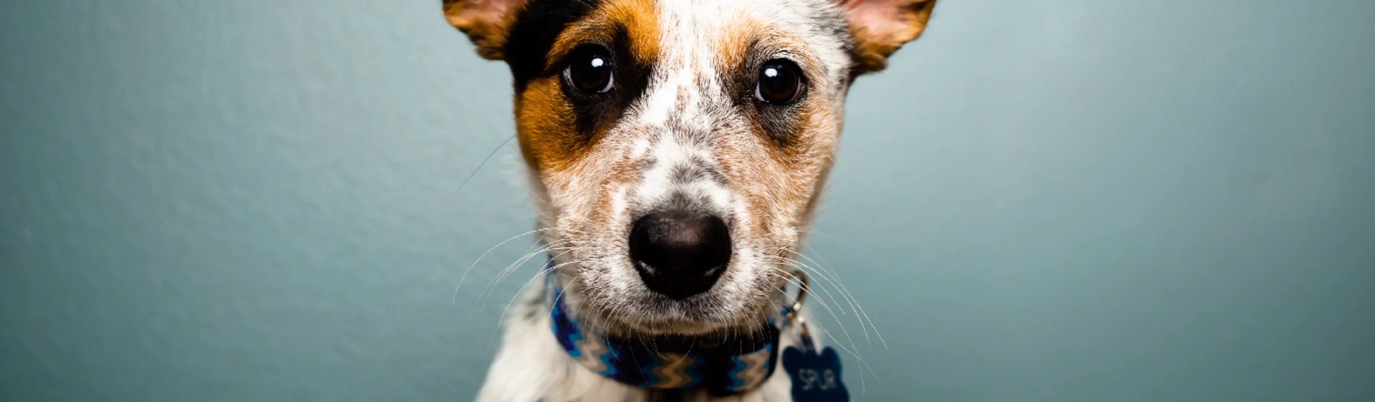 A photo of a spotted puppy