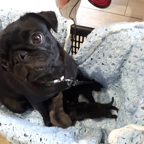 Harley and Babies Harley and Babies