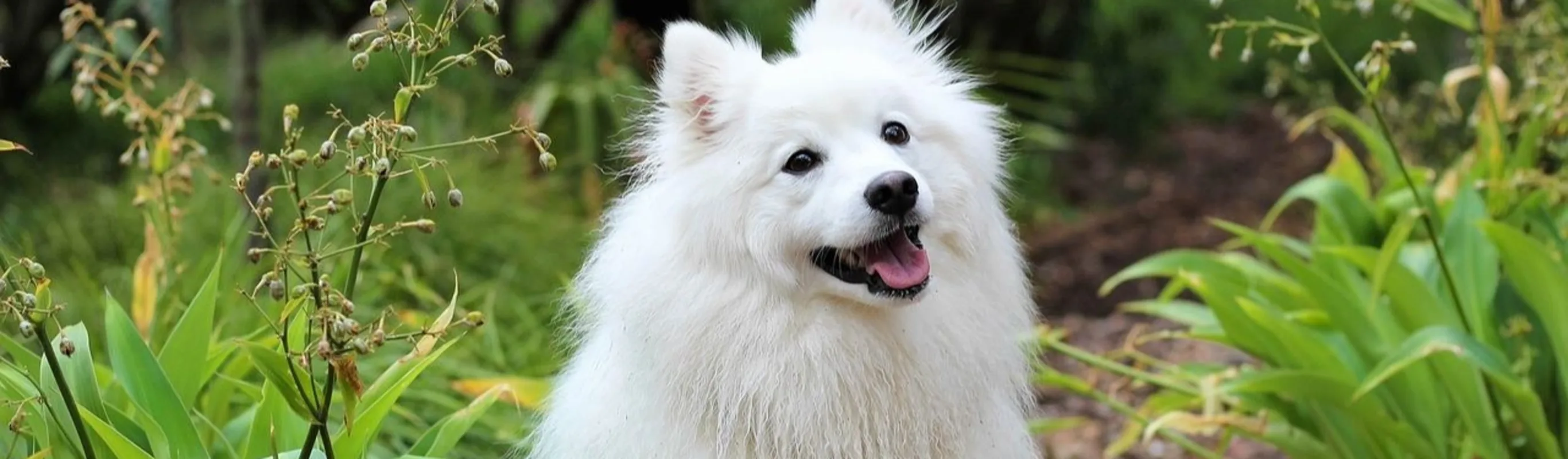 White fluffy dog in front of plants White fluffy dog in front of plants