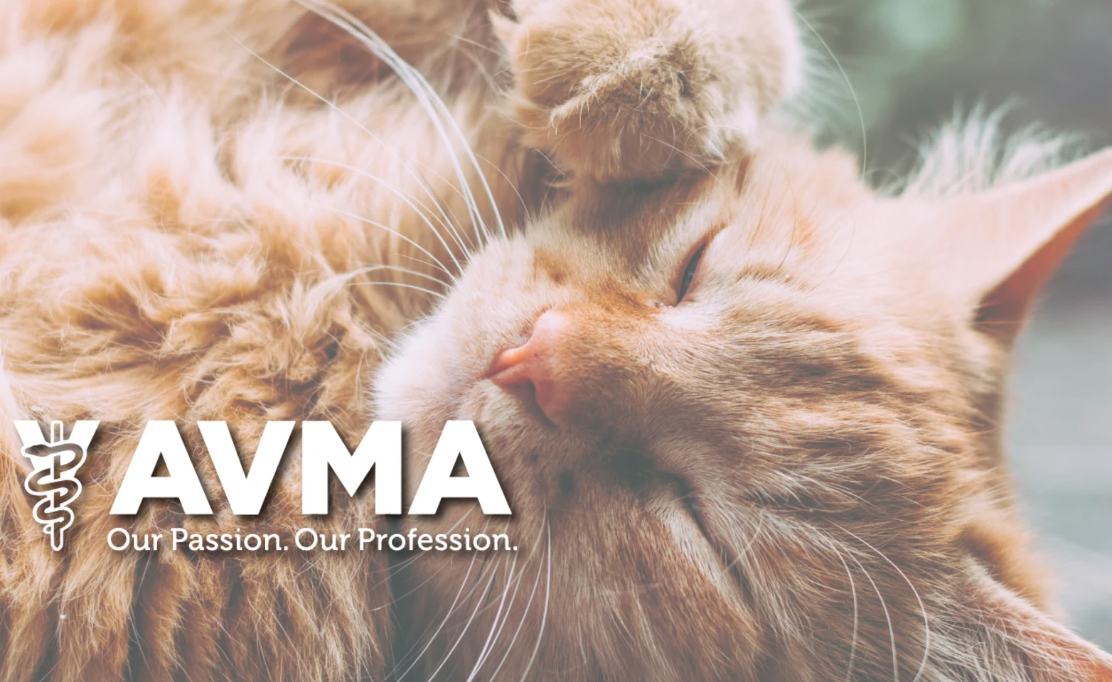 AVMA AVMA