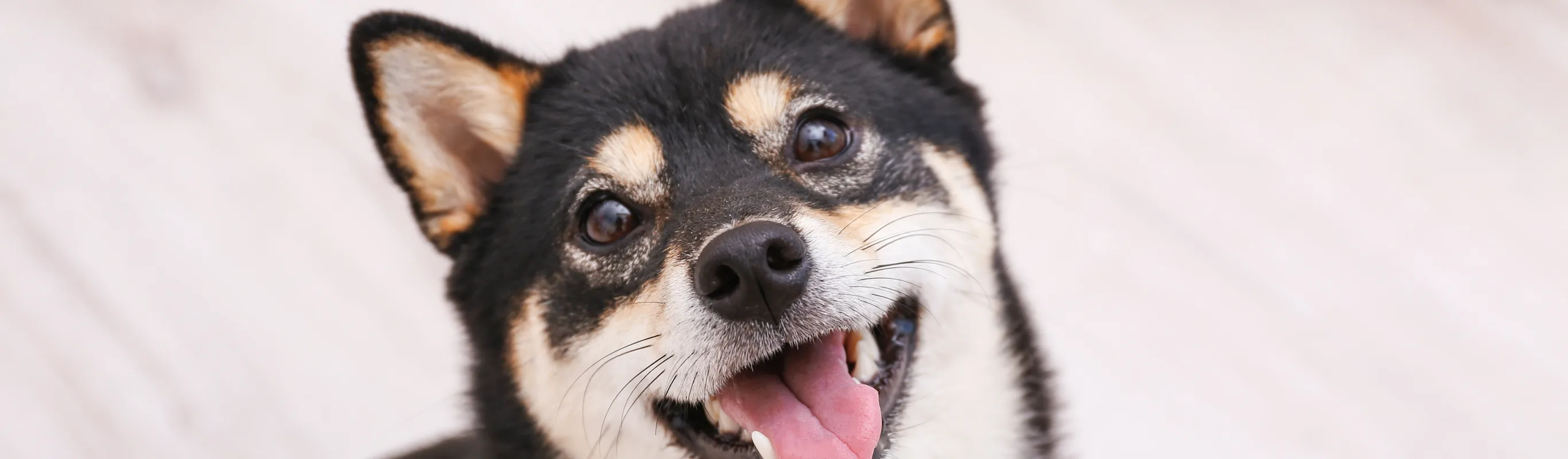a cat using a laptop a cat using a laptop