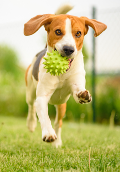 Dog Running on Grass with Green Ball