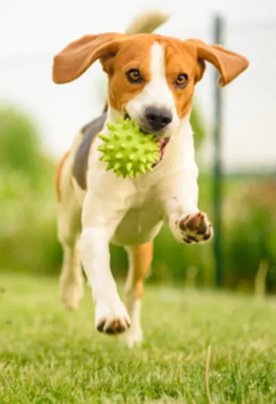 Dog Running on Grass with Green Ball Dog Running on Grass with Green Ball