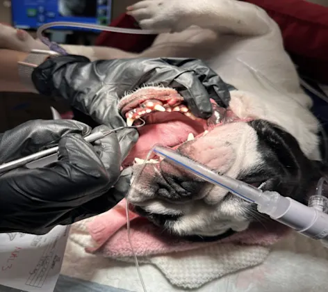 Dental cleaning service being done on a dog Dental cleaning service being done on a dog
