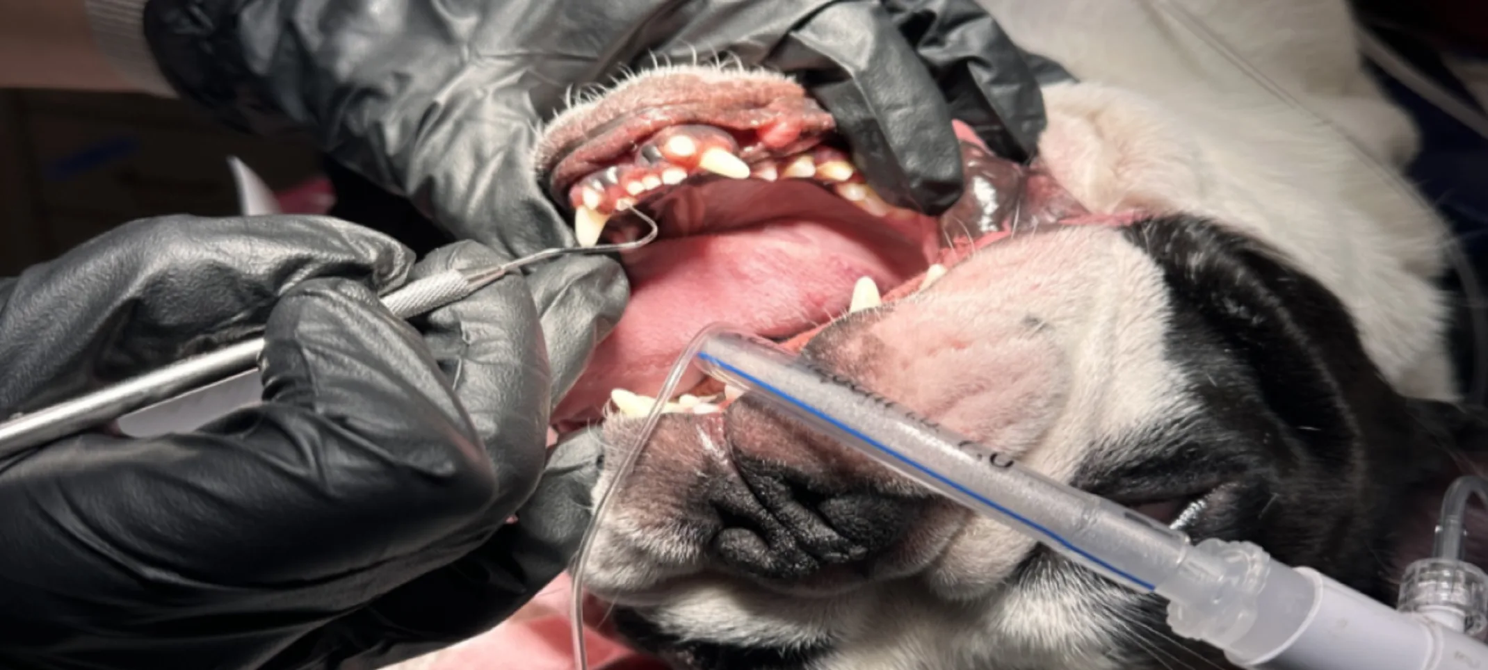 Dental cleaning service being done on a dog Dental cleaning service being done on a dog