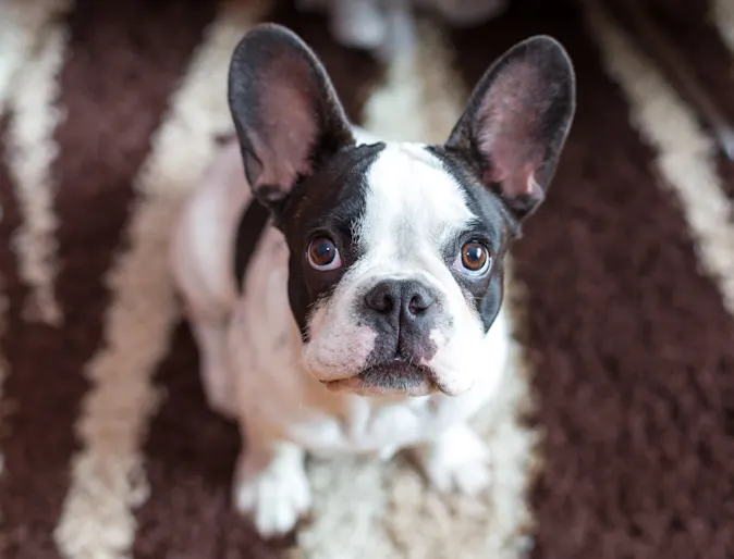 Dog looking up at home