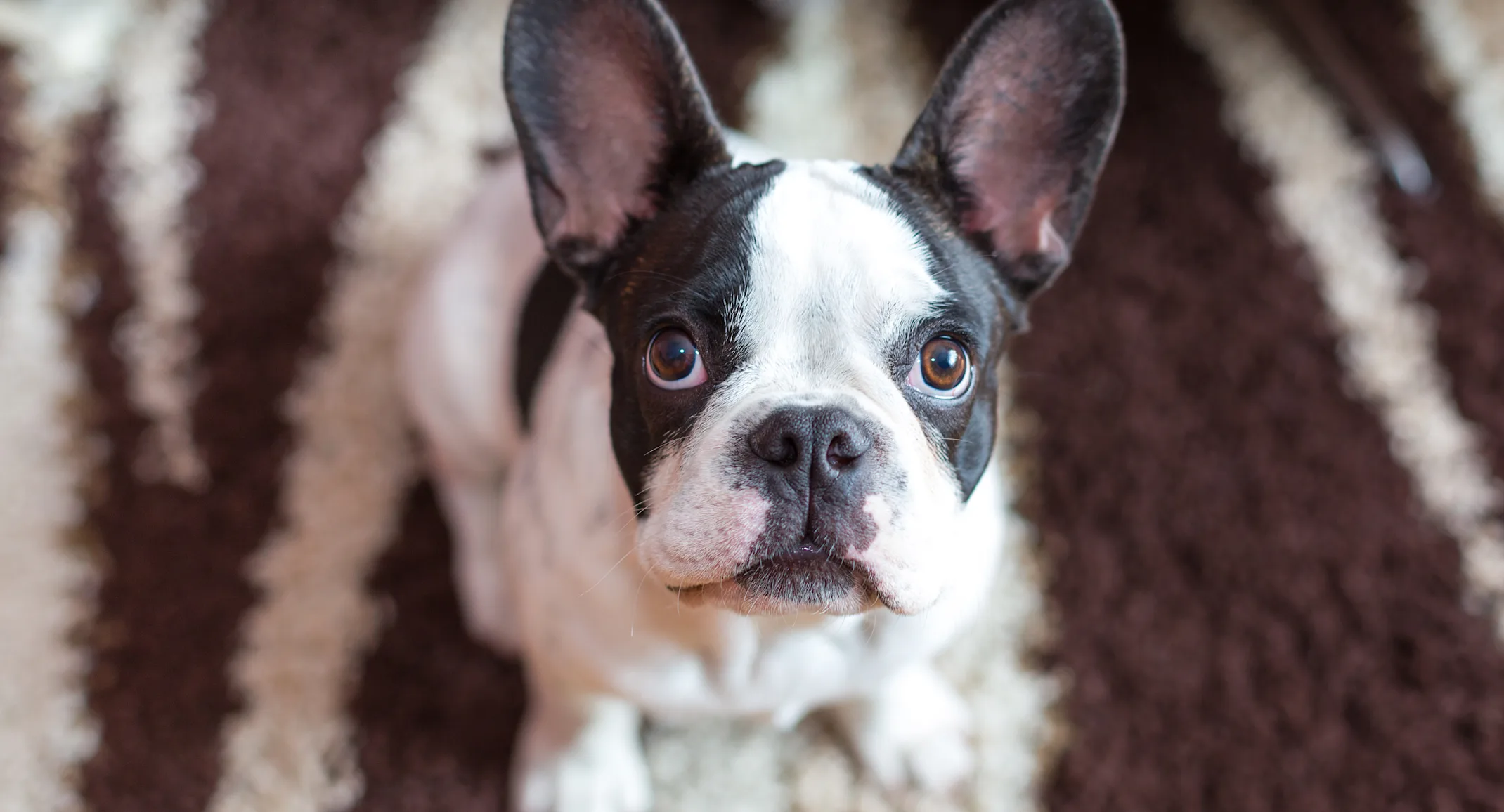 Dog looking up at home Dog looking up at home