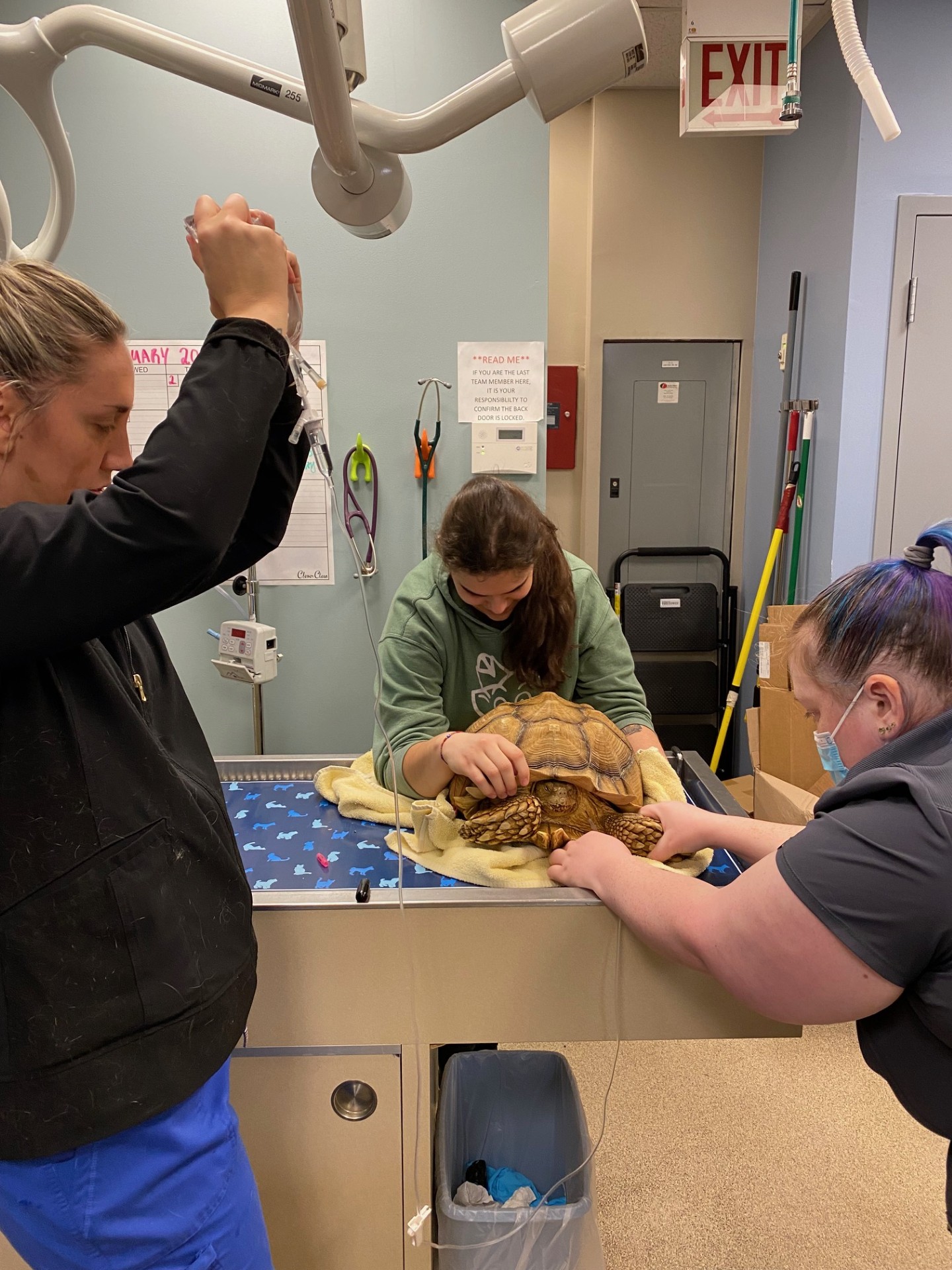 Tortoise being given fluids
