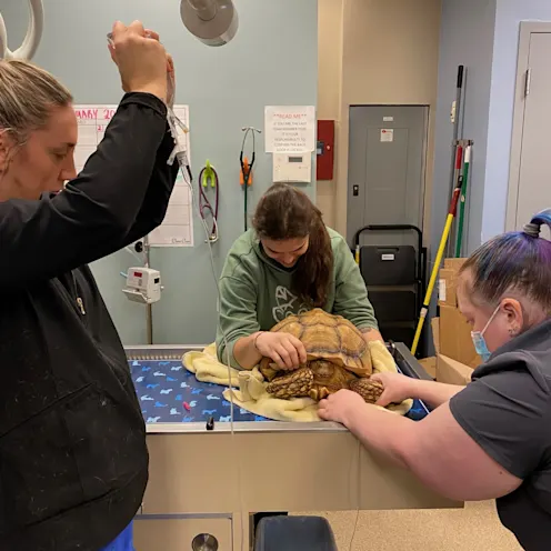 Tortoise being given fluids Tortoise being given fluids