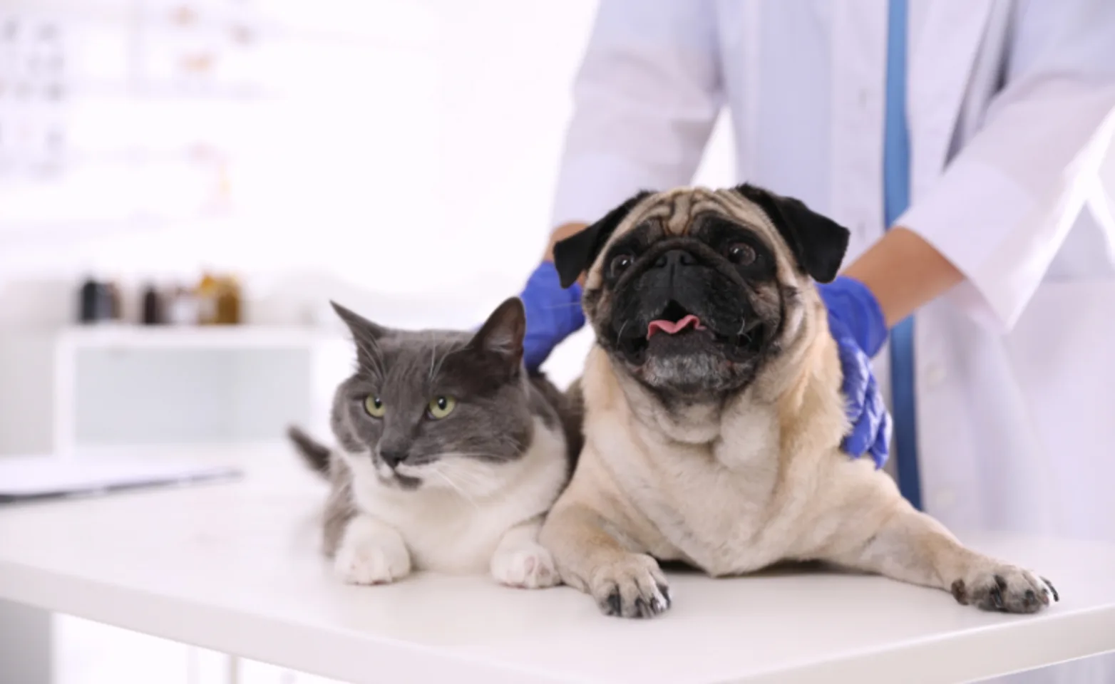 Grey Cat & Pug (Dog) Lying on Exam Table with Veterinarian Hands Grey Cat & Pug (Dog) Lying on Exam Table with Veterinarian Hands