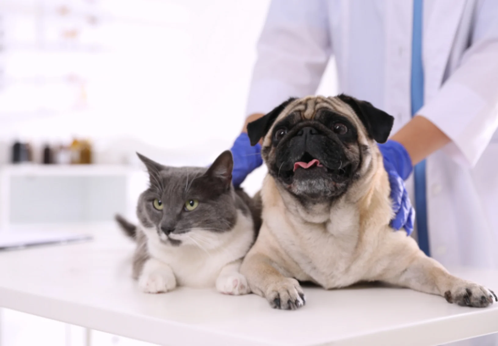 Grey Cat & Pug (Dog) Lying on Exam Table with Veterinarian Hands Grey Cat & Pug (Dog) Lying on Exam Table with Veterinarian Hands