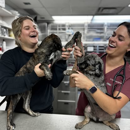 Two Gray Dogs Giving Each Other High-Fives