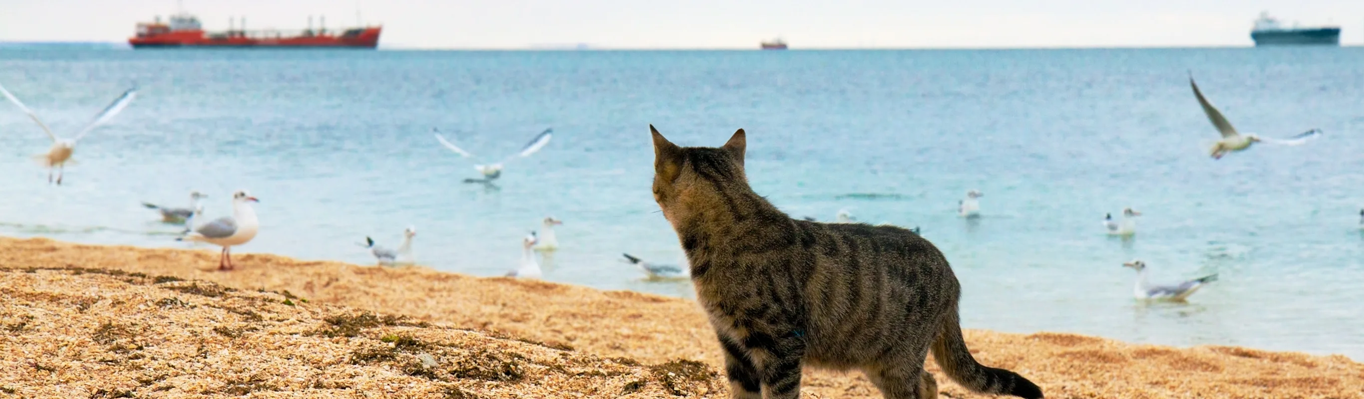cat on beach looking into ocean cat on beach looking into ocean