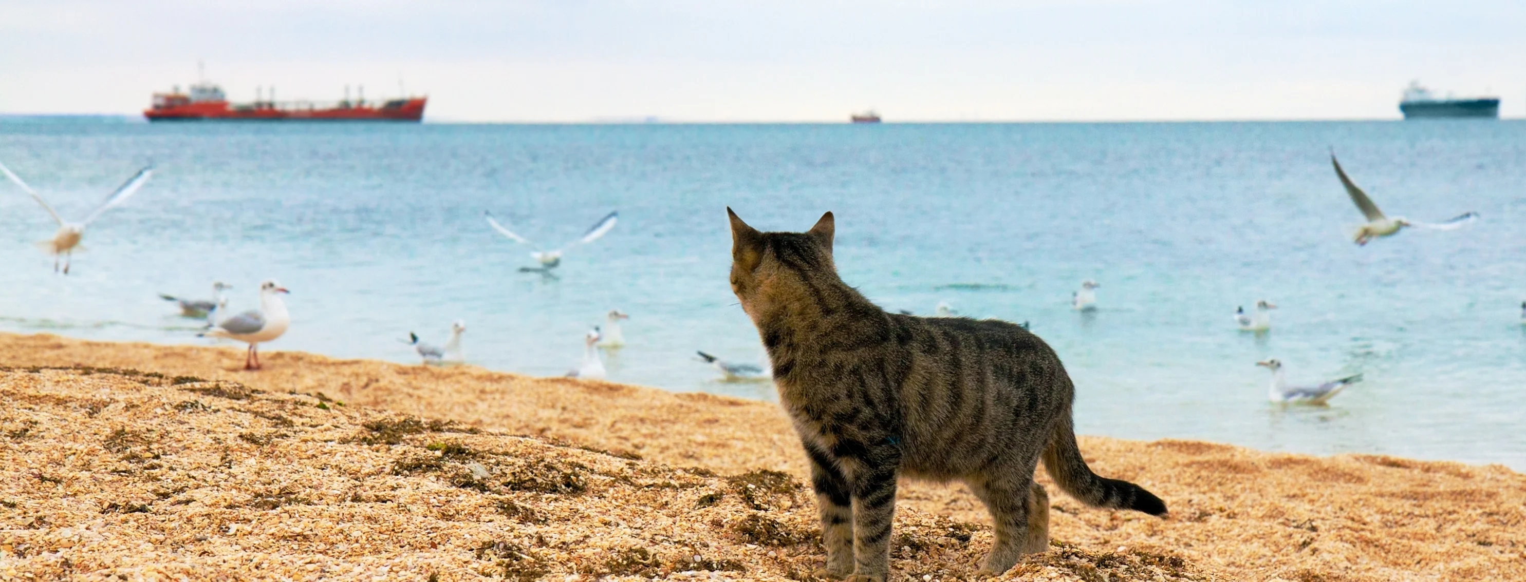 cat on beach looking into ocean