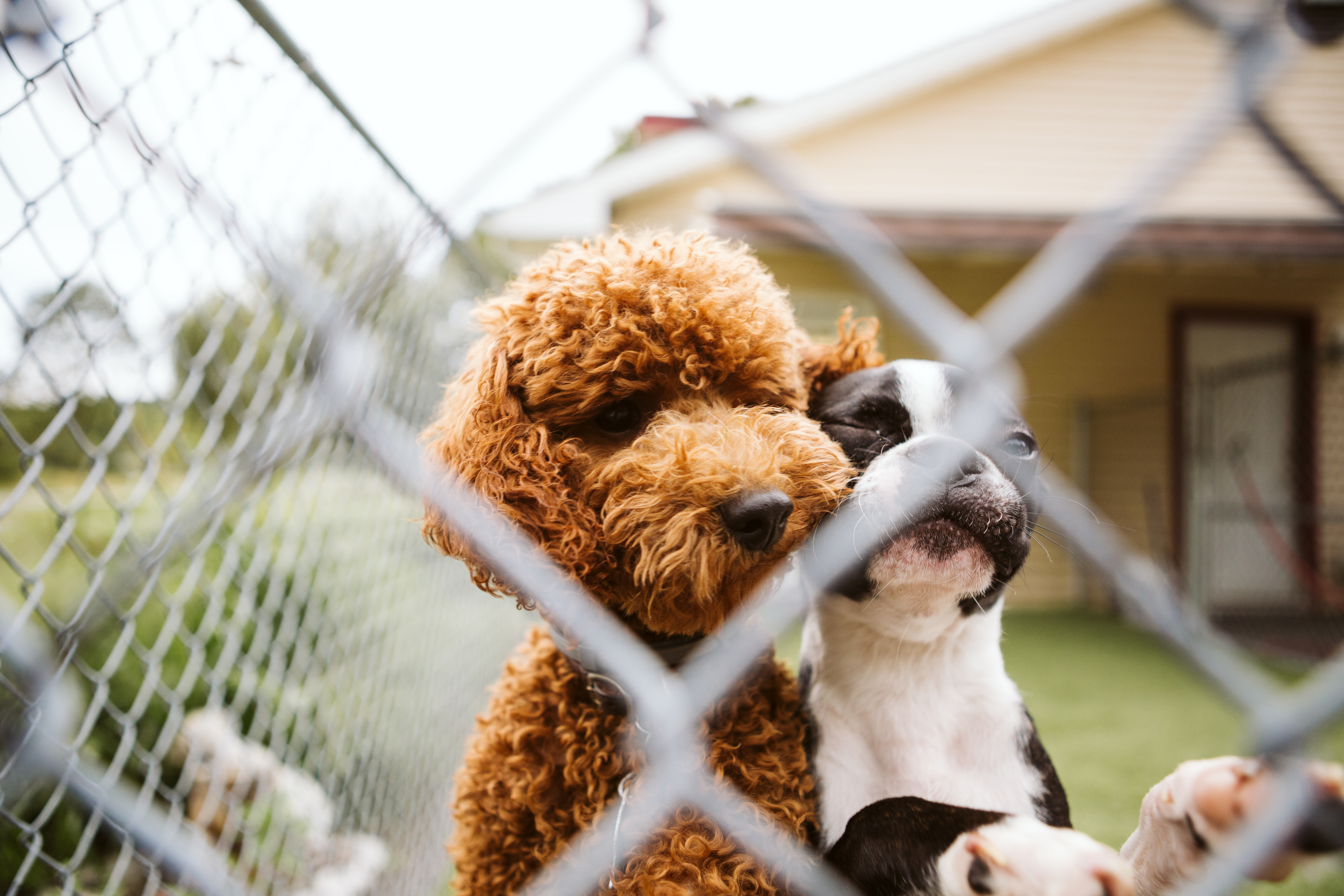 The Pet Spa & Resort Friends.  Two dogs standing up against the fence. 