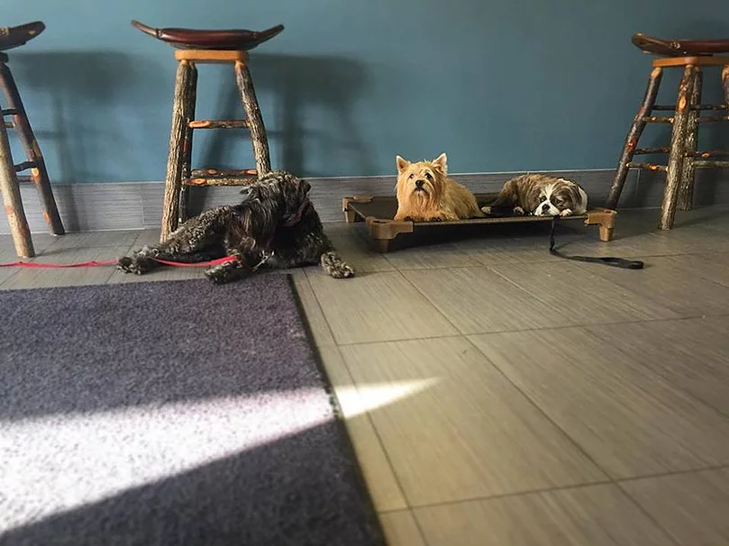 Three dogs relaxing at Lauderdale Pet Lodge