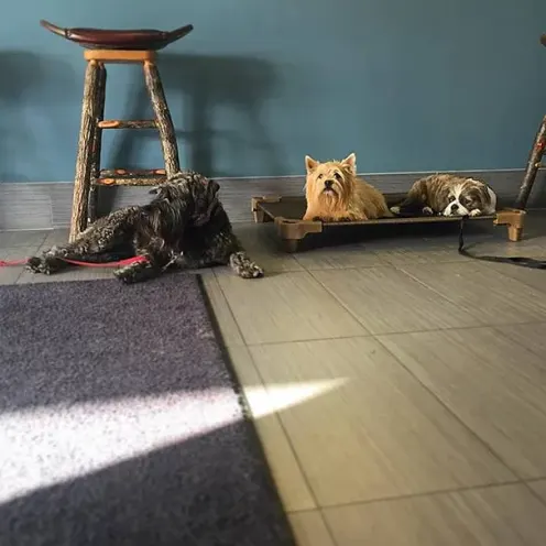 Three dogs relaxing at Lauderdale Pet Lodge