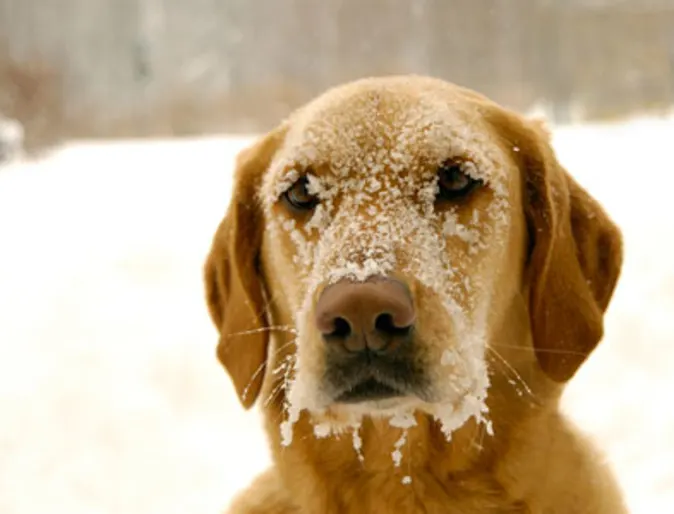 Dog with snow on face Dog with snow on face