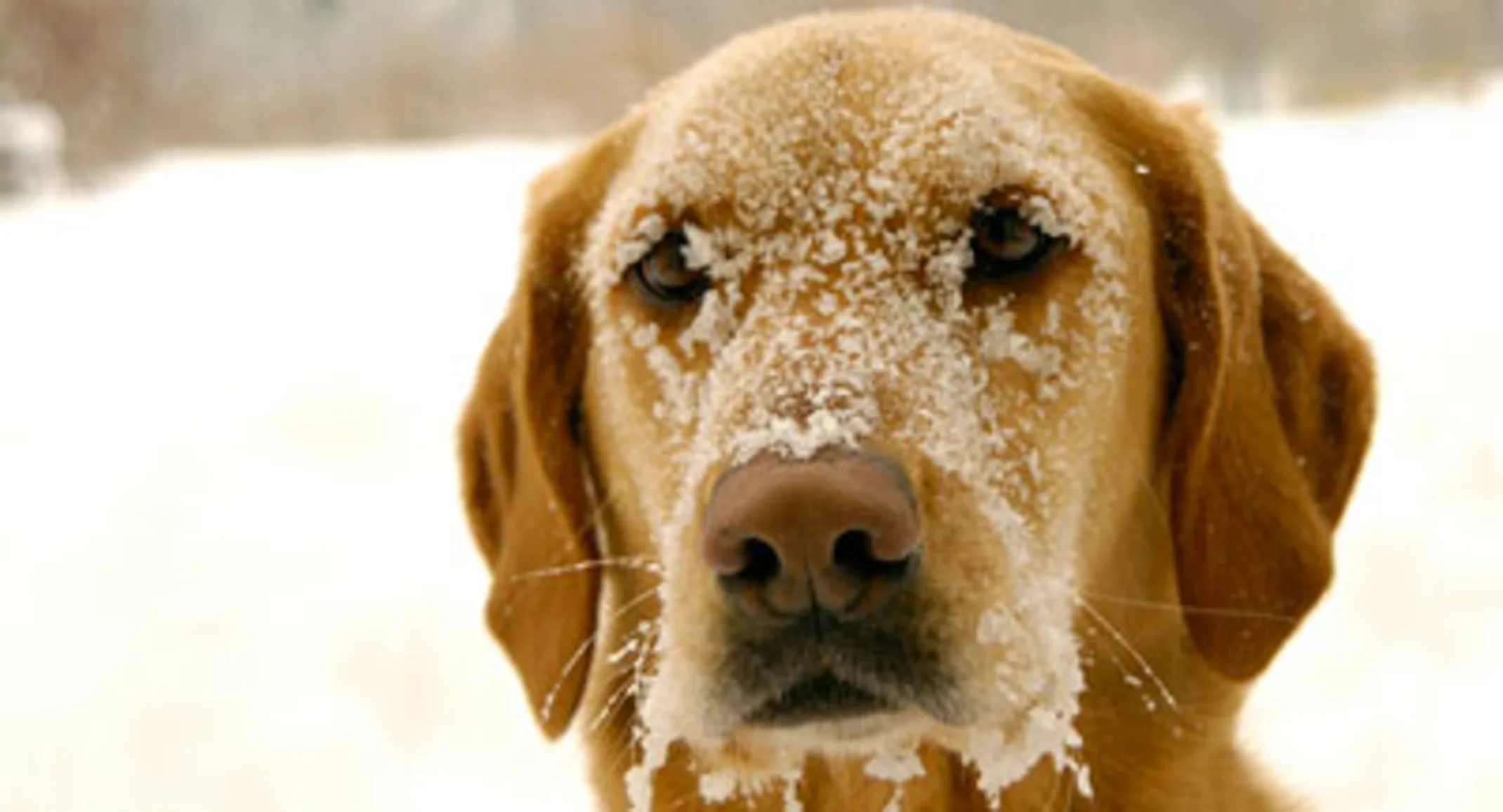 Dog with snow on face Dog with snow on face