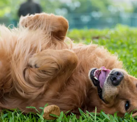 Orange Dog playing in the grass Orange Dog playing in the grass