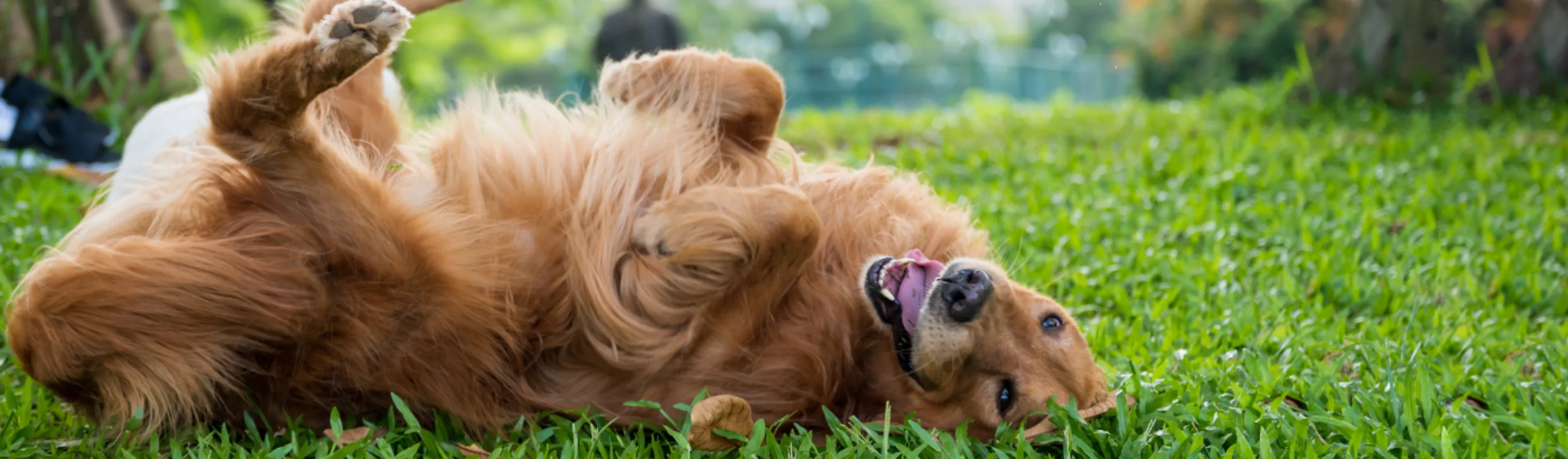 Orange Dog playing in the grass