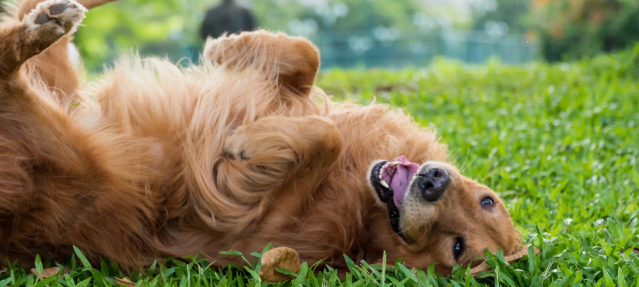 Orange Dog playing in the grass Orange Dog playing in the grass