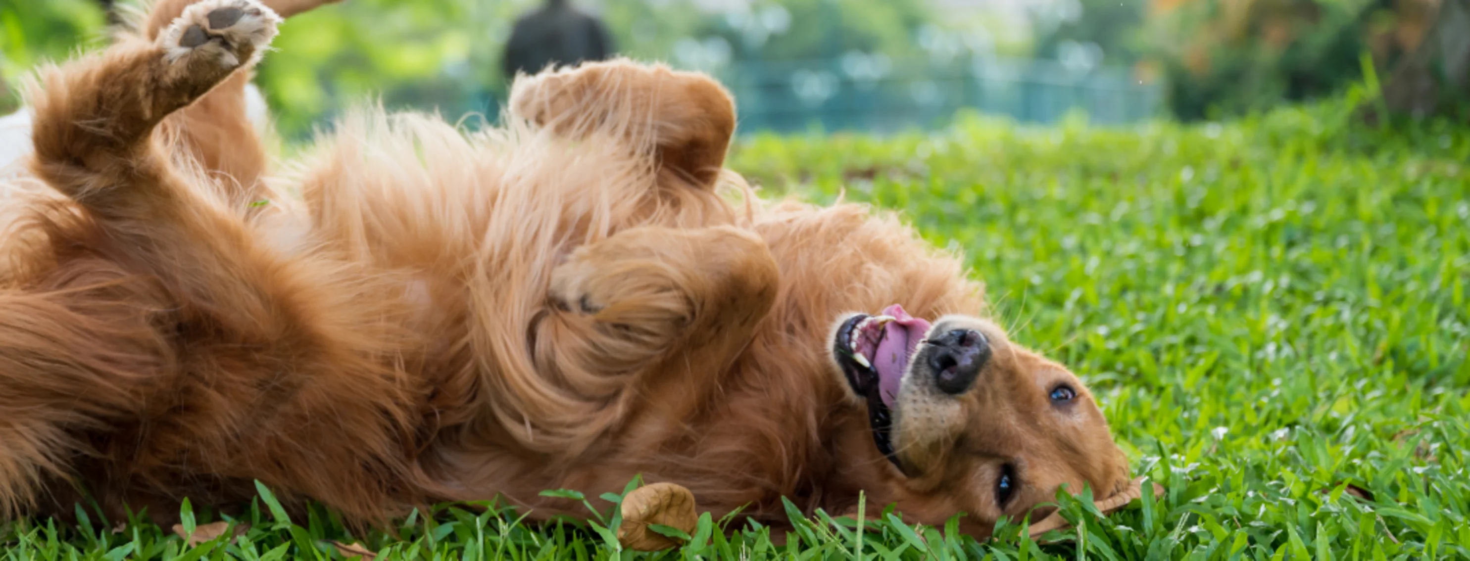 Orange Dog playing in the grass Orange Dog playing in the grass