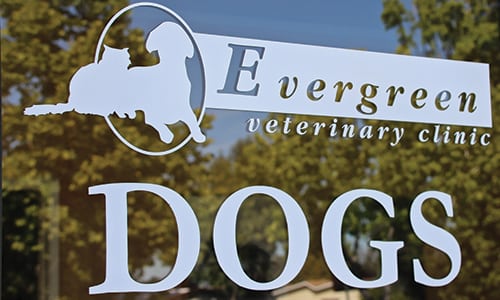 Evergreen vet clinic and dog sign on glass