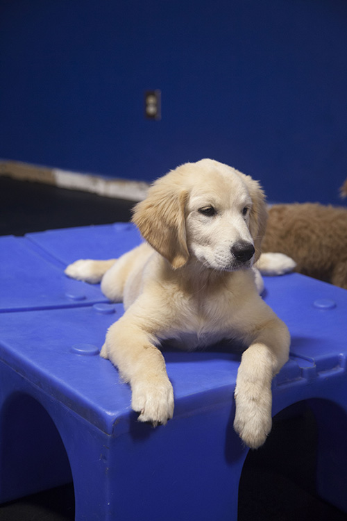 Doguroo Golden Retriever Puppy