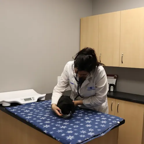 CCT Cat Exam CCT Cat Exam