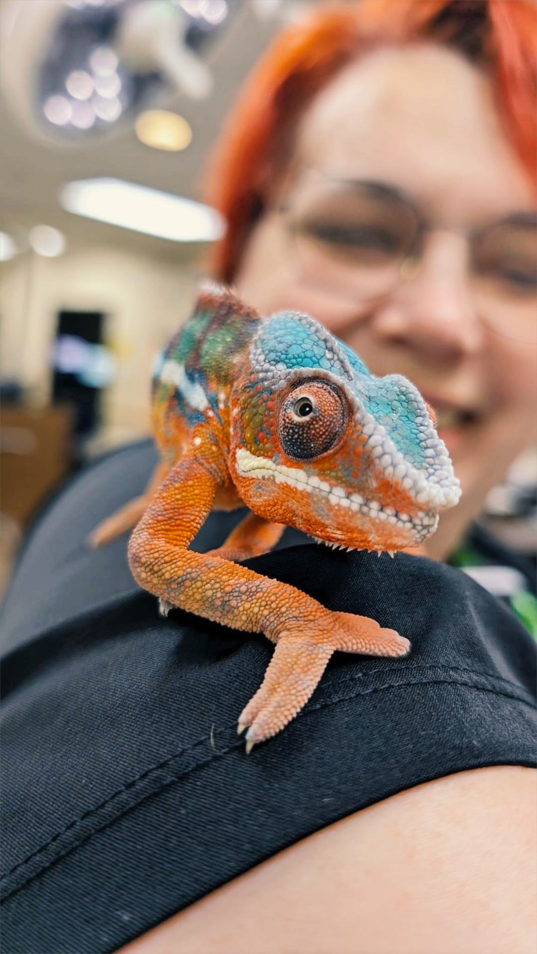 Chameleon sitting on staff hands.