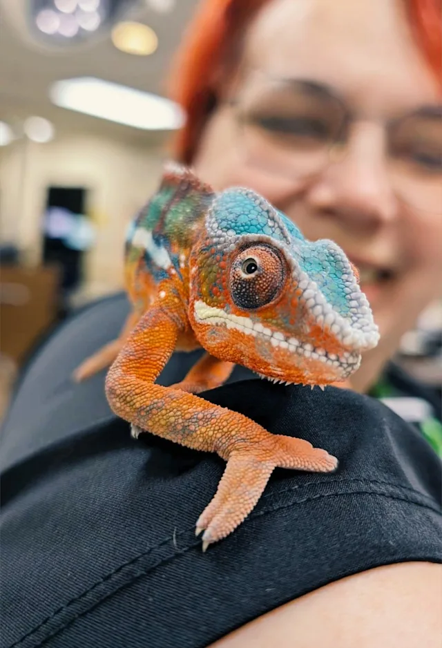 Chameleon sitting on staff hands. Chameleon sitting on staff hands.