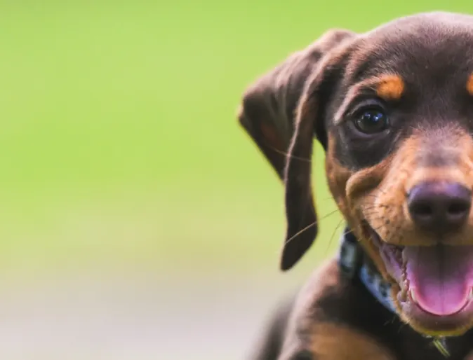 Dog running through grass 