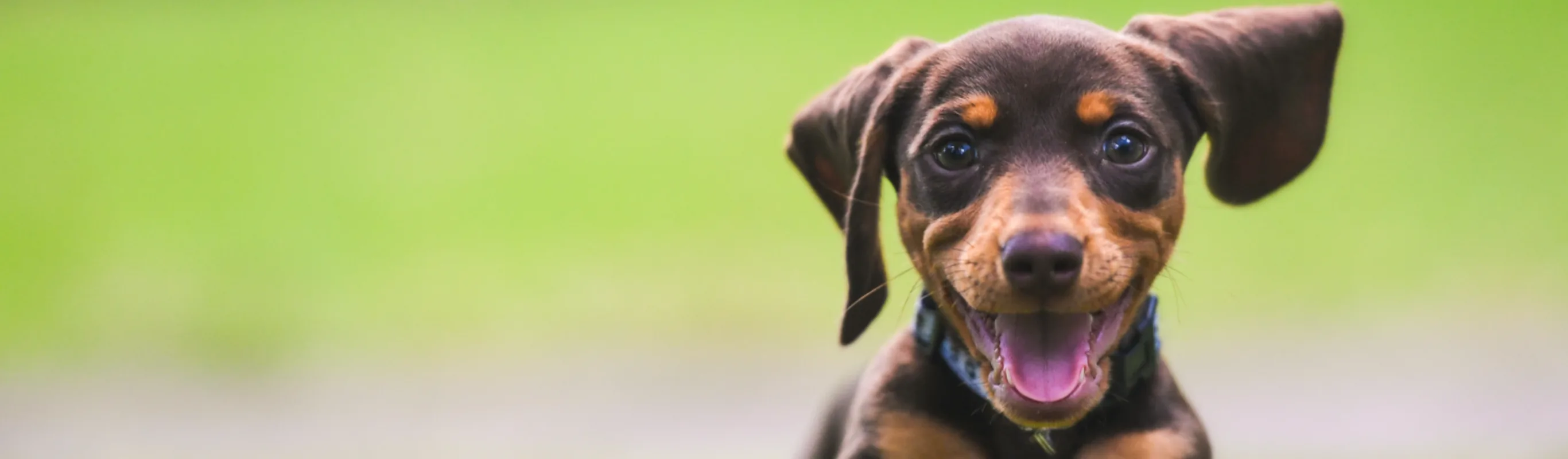 Dog running through grass 