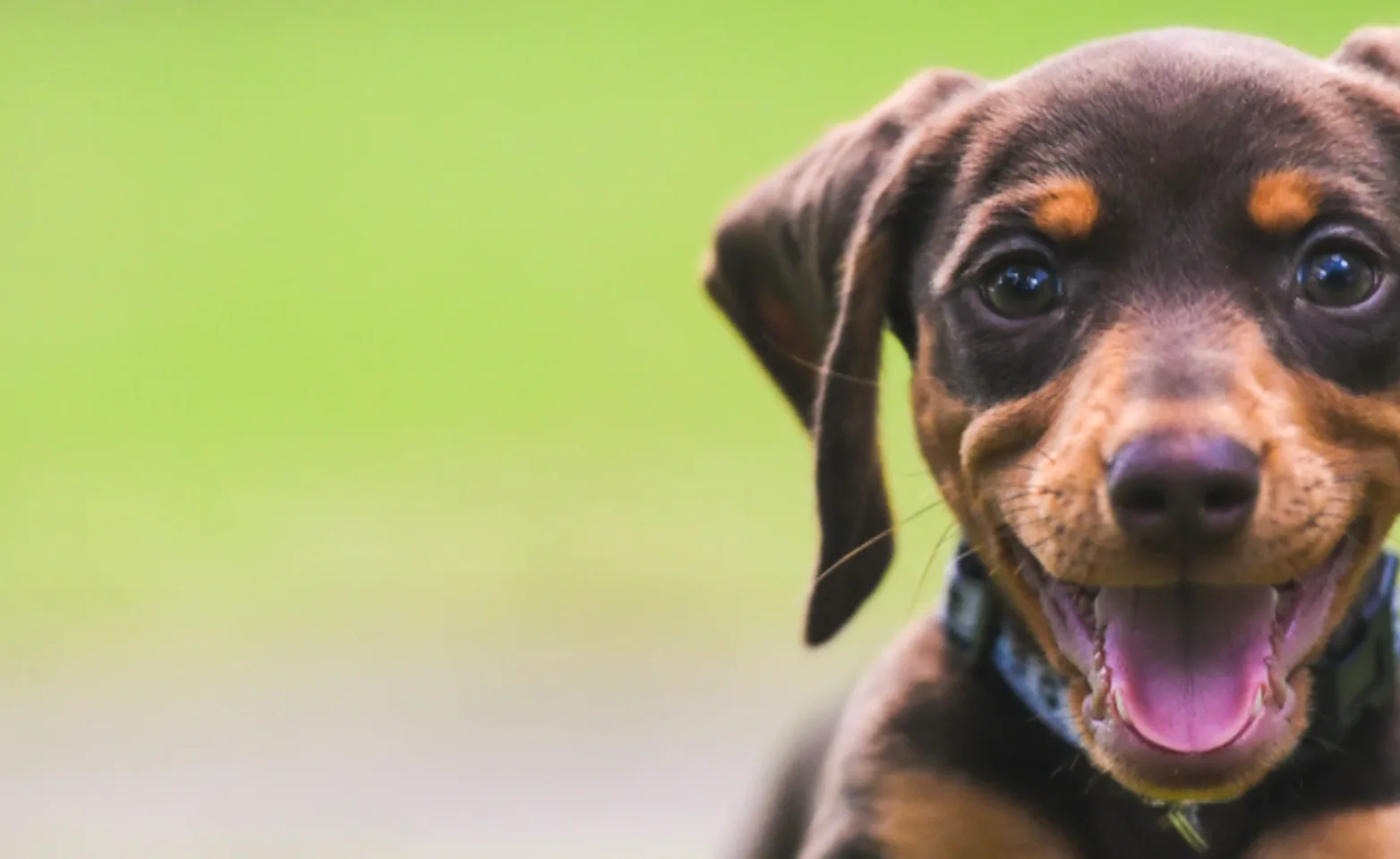 Dog running through grass Dog running through grass
