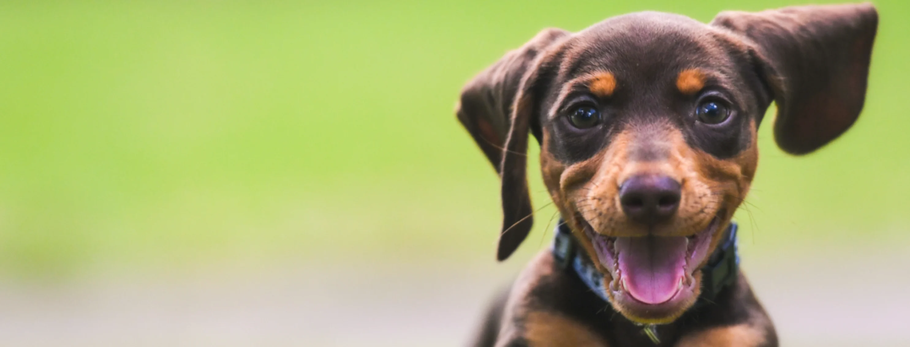 Dog running through grass 