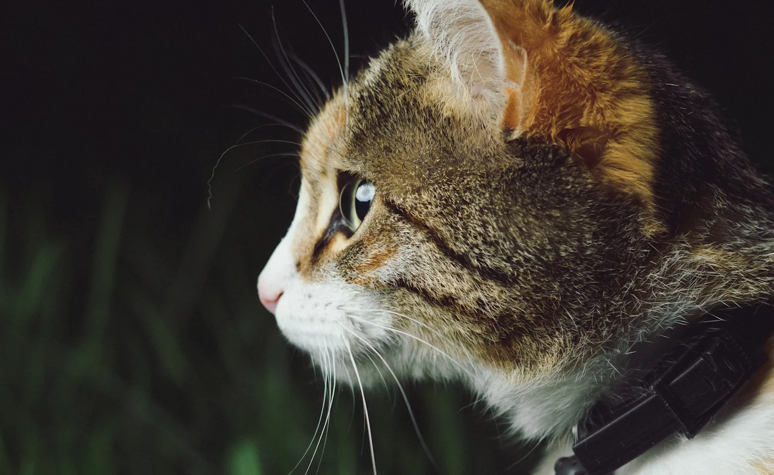 Cat sitting in grass and staring