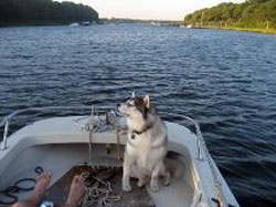 Husky on Boat 