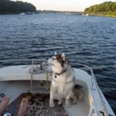 Husky on Boat 