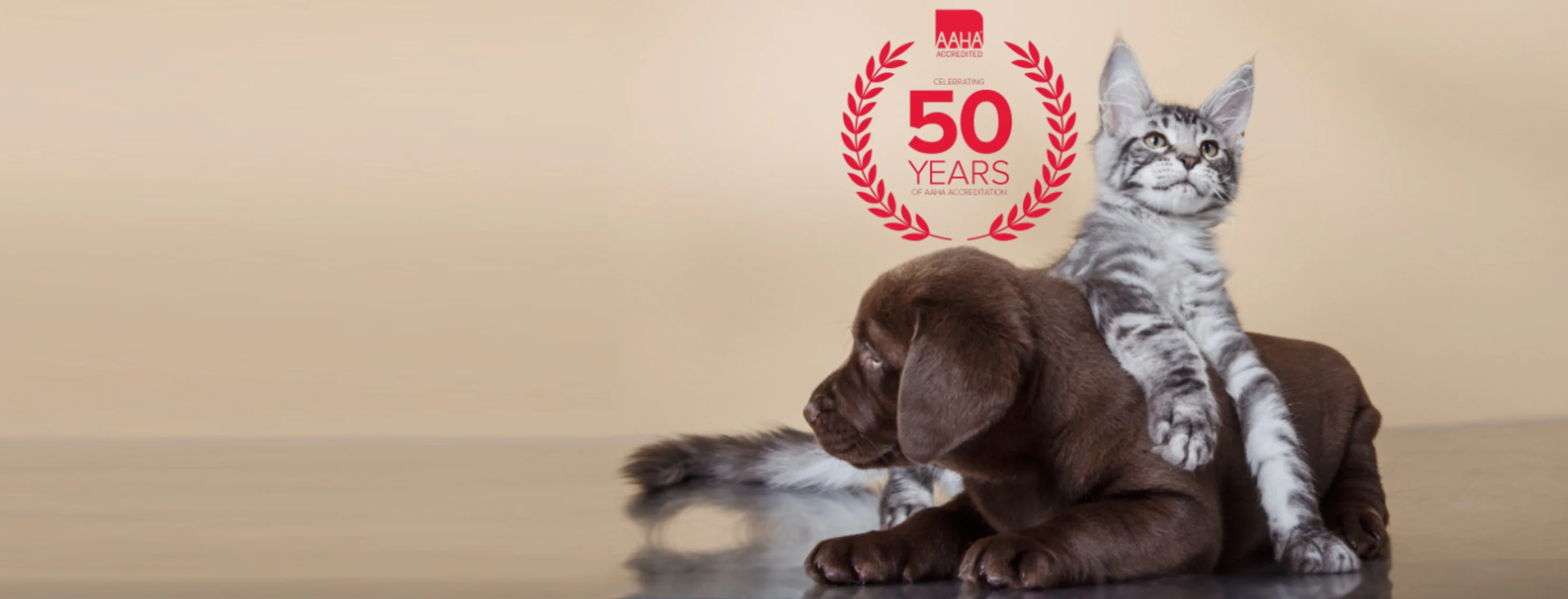 Gray Cat Sitting on Dark Brown Puppy with AAHA 50 Years Logo Gray Cat Sitting on Dark Brown Puppy with AAHA 50 Years Logo