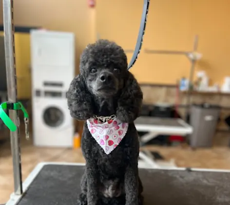 A groomed poodle A groomed poodle
