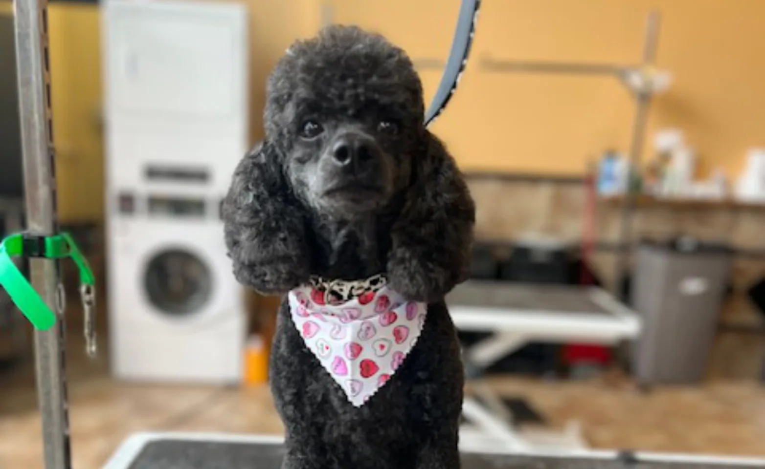 A groomed poodle A groomed poodle