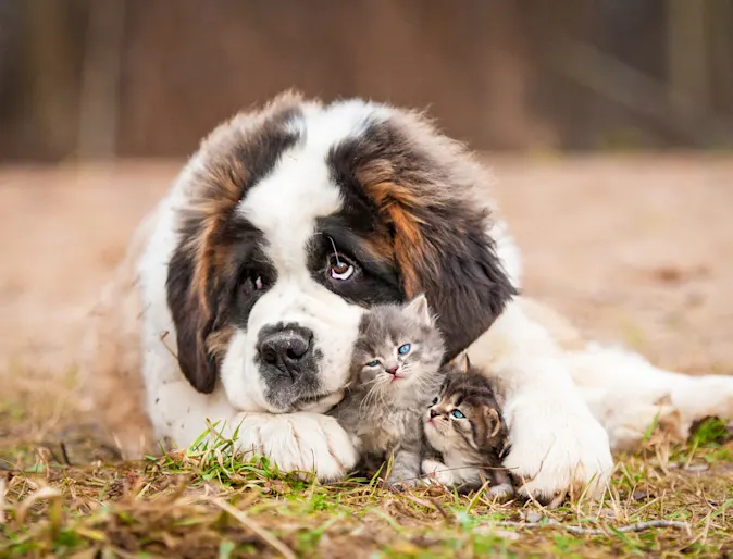 A dog cuddles two kittens laying on grass