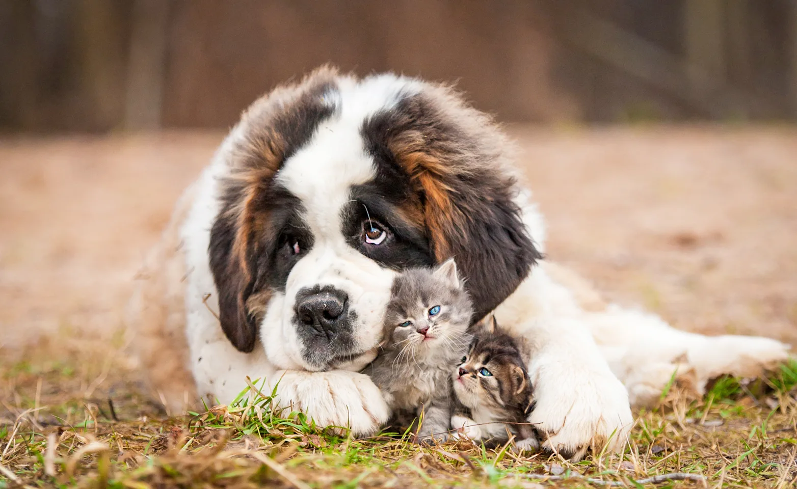 A dog cuddles two kittens laying on grass