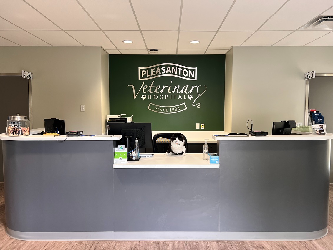 Pleasanton Veterinary Hospital Front Lobby with front check-in desk