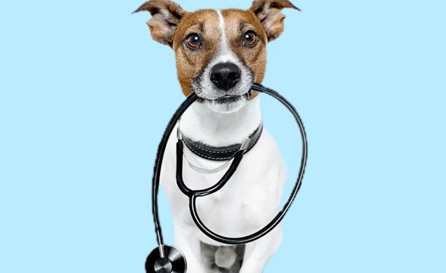 dog with stethoscope dog with stethoscope